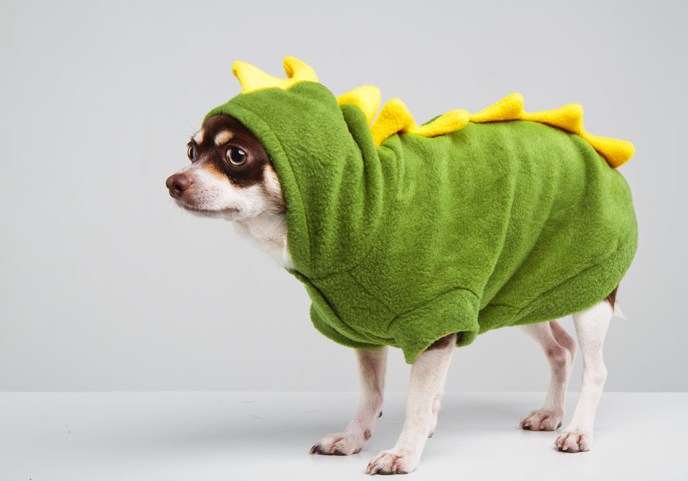 Starseed Mission Academy - Fear Transmutation Course 101 - Turn Monsters Into Puppies